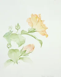 Hibiscus rosa-sinensis